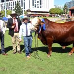 Bellata stud wins champion of champions bull at Brisbane Royal