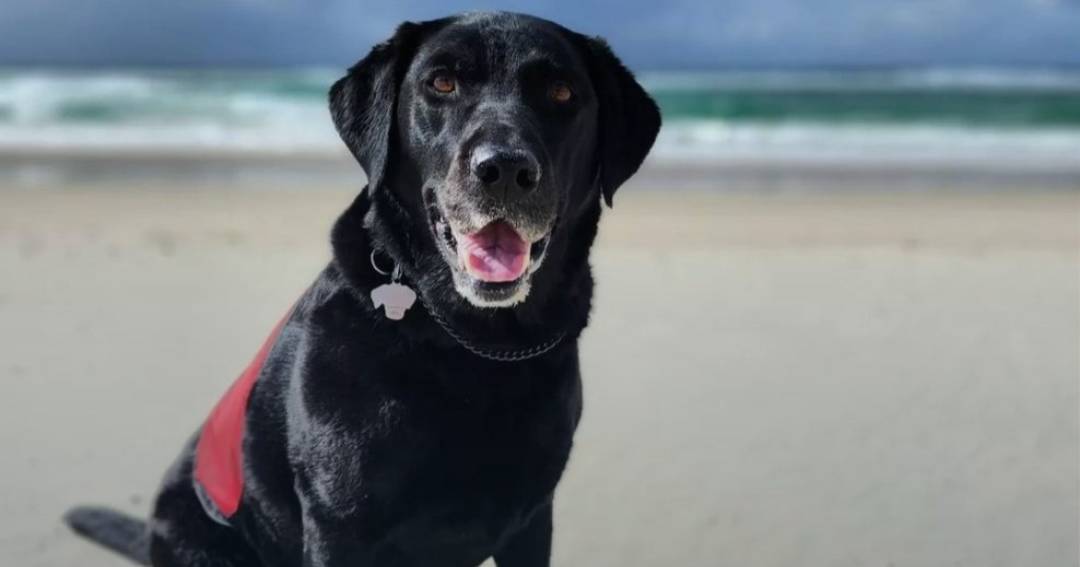 Ipswich's Baloo is the country's 'Top Dog with a Job'