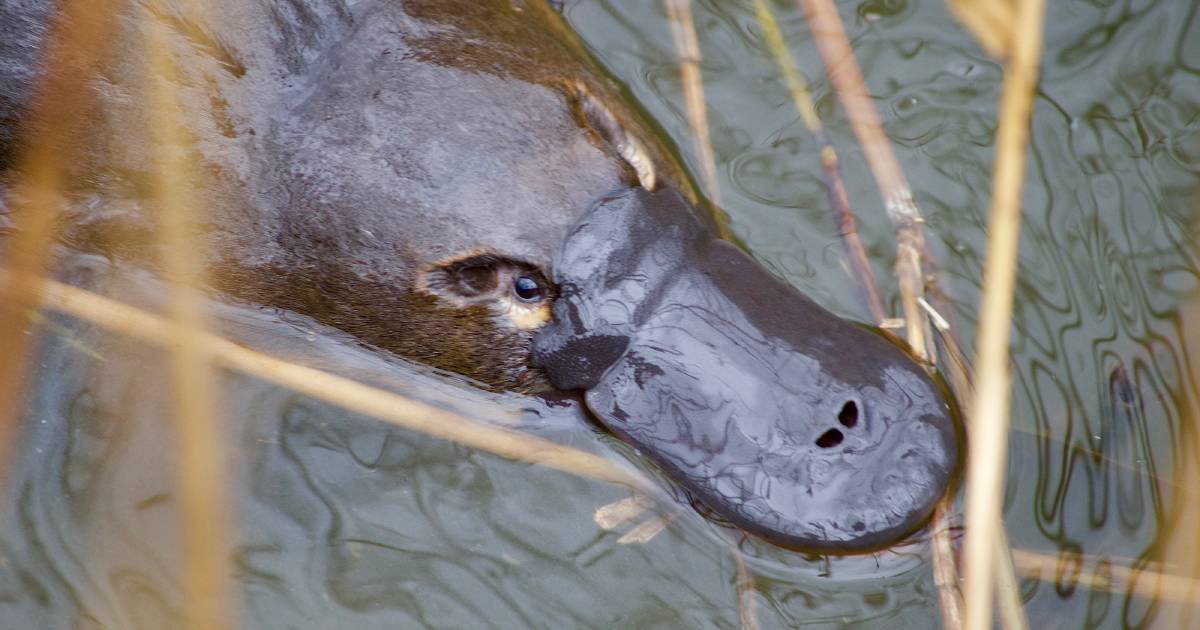 Platy-project: citizen scientists to record platypus sightings | The Land