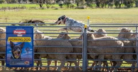 Grant loves challenge of working dogs