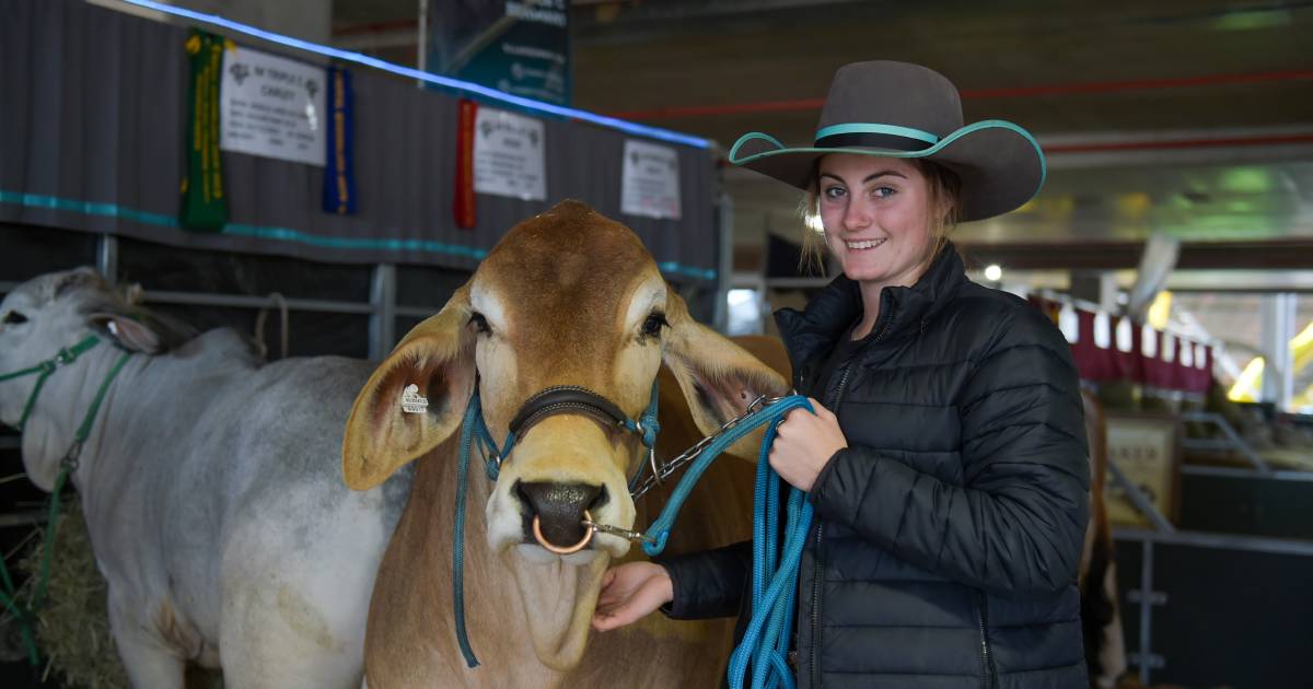 NSW debutant mixes it with Queensland's best Brahman breeders