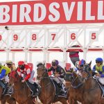 Charbray steers hit $1525 at Beaudesert | Queensland Country Life