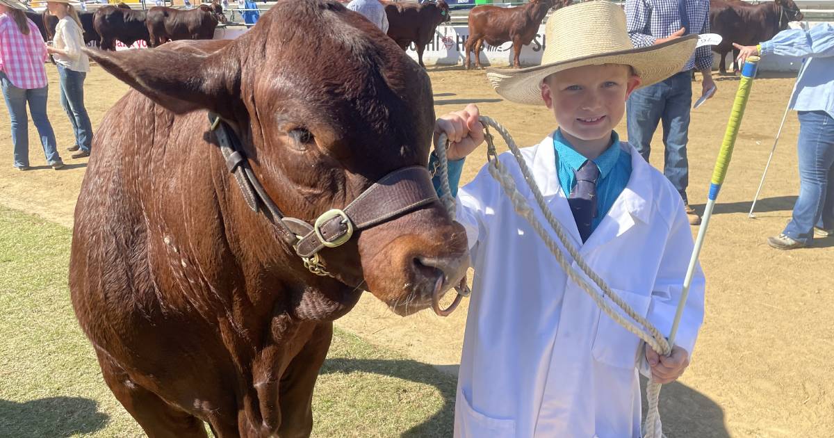 Ekka 2023: stud cattle show includes Thomas White, 9, of Wallumbilla | Queensland Country Life