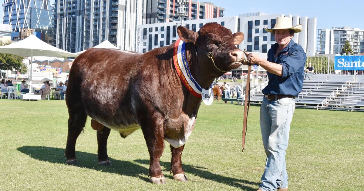 Ekka’s grand champion shorthorn bull Southern Cross Smoking Joe bound for Clermont’s Cantuar Park | North Queensland Register