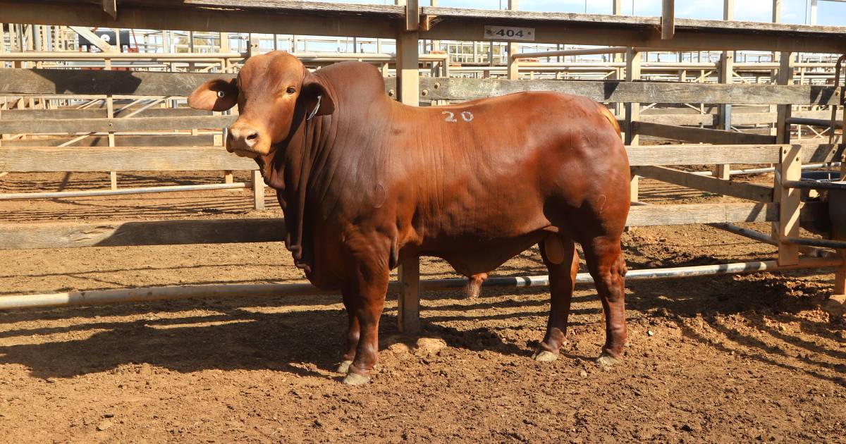 Stud support at Samari Plains bull sale