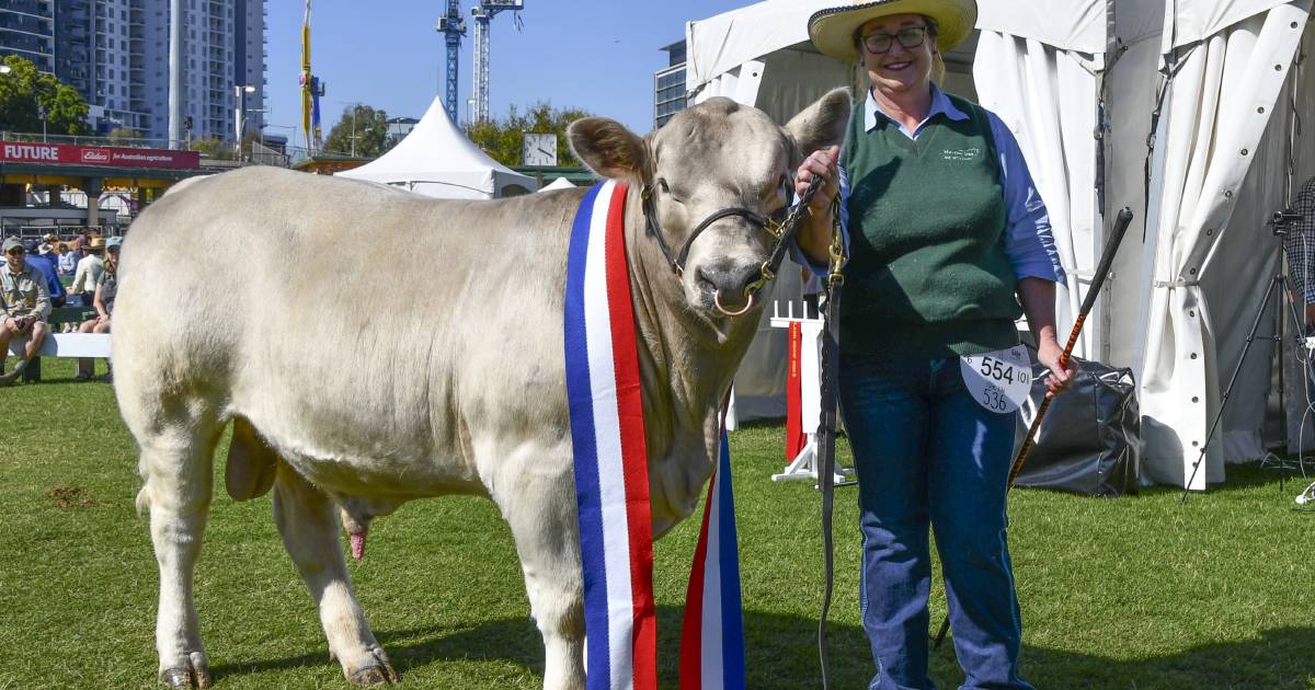 Ekka 2023 – Murray Grey show results | Queensland Country Life