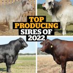 Role of beef breed societies raised but peak body says model working well | The Land