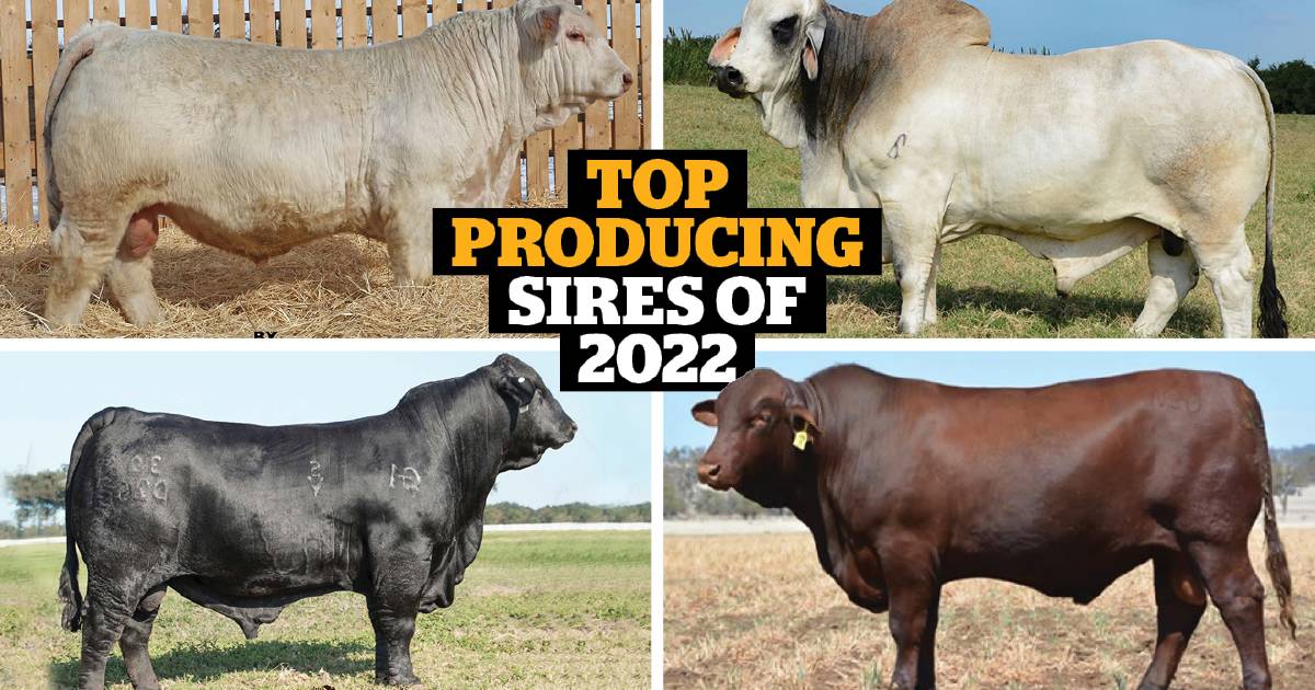 Revealed: Beef industry's top producing sires of 2022