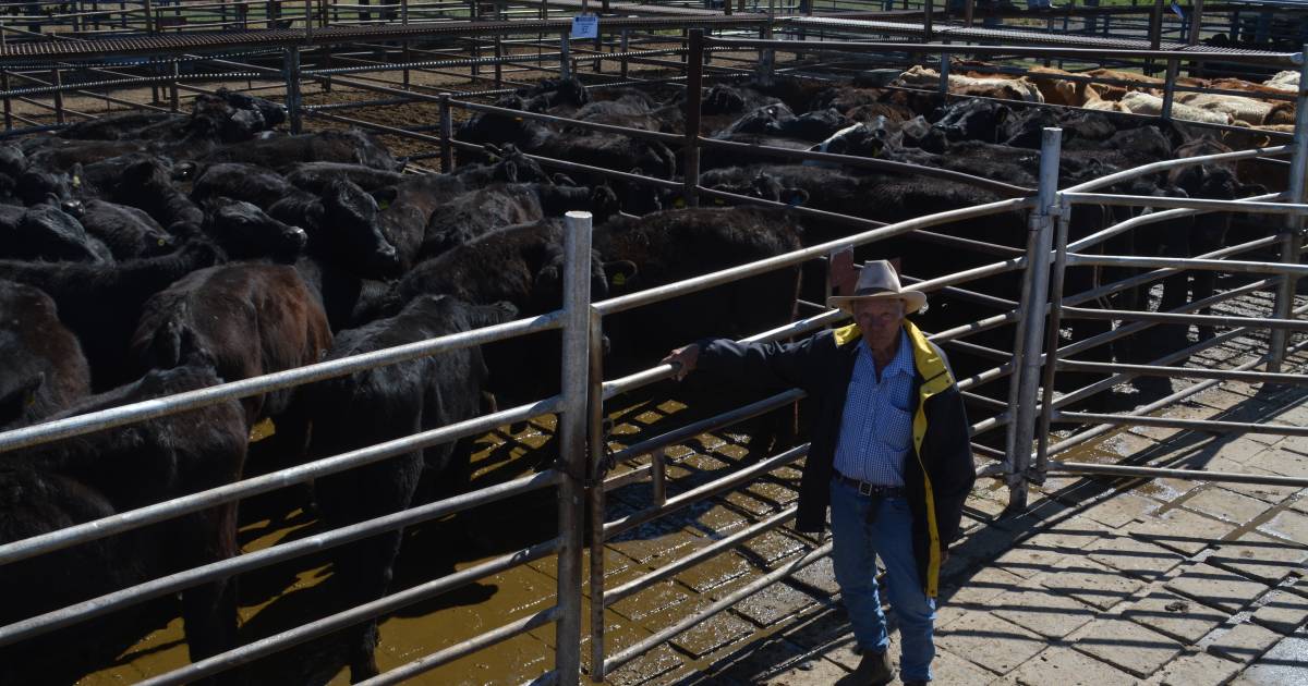 Steers top Coonamble at $950