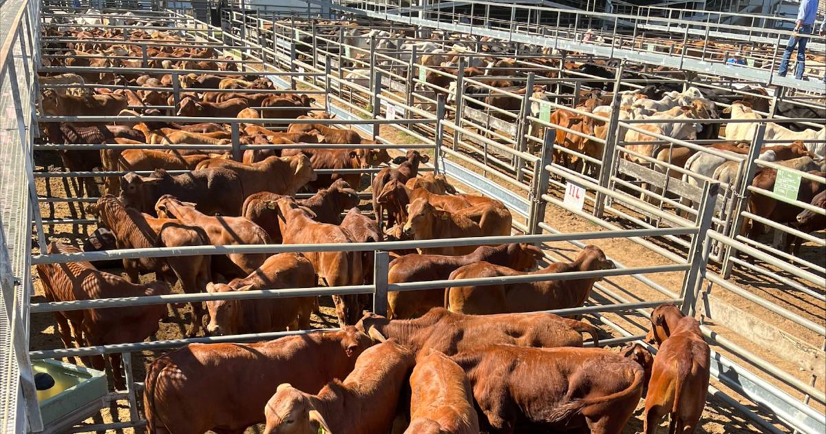 Charters Towers prime and store cattle sale registered further price drops | North Queensland Register