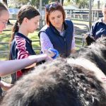 Cows dearer at Eumundi