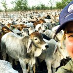 Feeder lambs at Hay sell to top of $86 three times