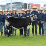 Quality line of Chinchilla Santa Gertrudis steers rewarded at Biggenden