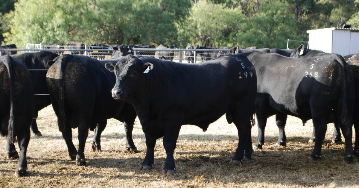 Angus Australia says selection tools may help drive nuances to reward performance | The Land