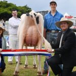 Cows the highlight of mixed Emerald yarding