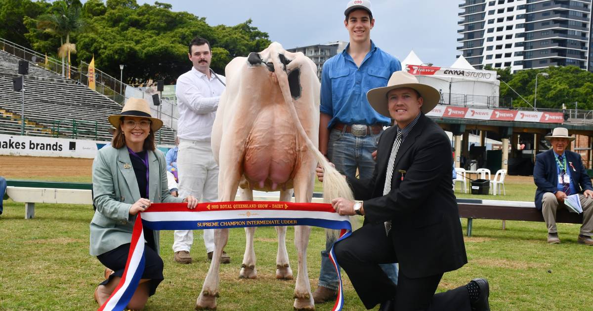 Holsteins and Jerseys top of table at Ekka dairy competition