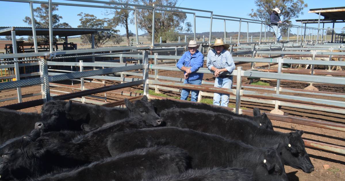 PTIC Charolais cows hit $1520 at Dunedoo