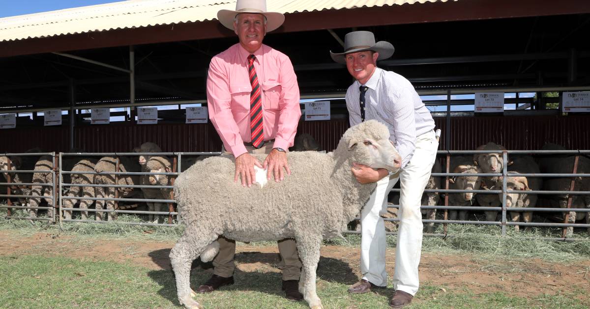 Repeat NSW buyer tops Terrick Merinos ram sale