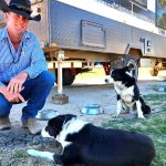 Woolgoolga High School students get a taste of Guyra sheep and lamb sales