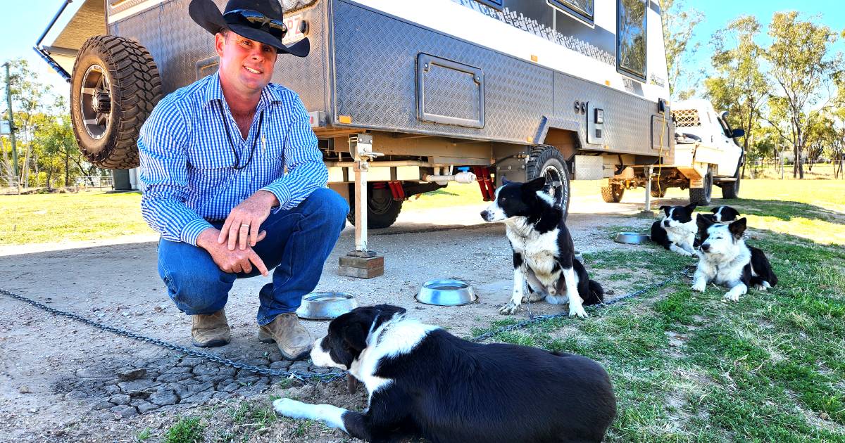 Dulacca’s Jamie Sturrock one of 35 contesting Qld Working Cattle Dog titles | Queensland Country Life