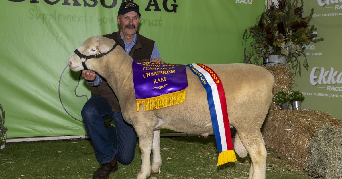 Warwick stud takes out champion of champions ram