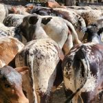 Heavy cow prices push higher in NSW