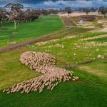 Fonterra cuts NZ farmgate milk price as global dairy prices fall | Queensland Country Life