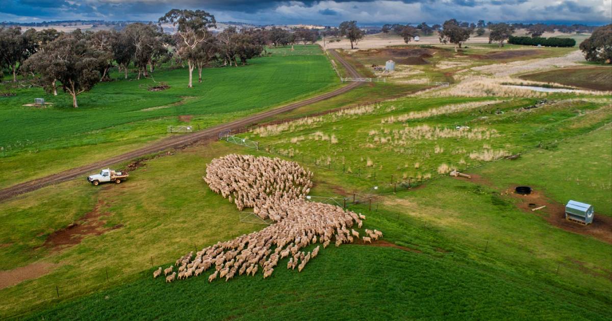 Corroboree a sheep, lamb, wool, cattle and cropping powerhouse | Video