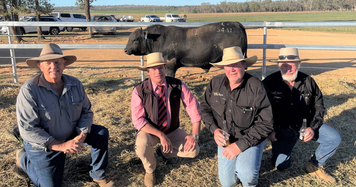 Clunie Range Angus average $19,606 for 183 bulls. | The Land