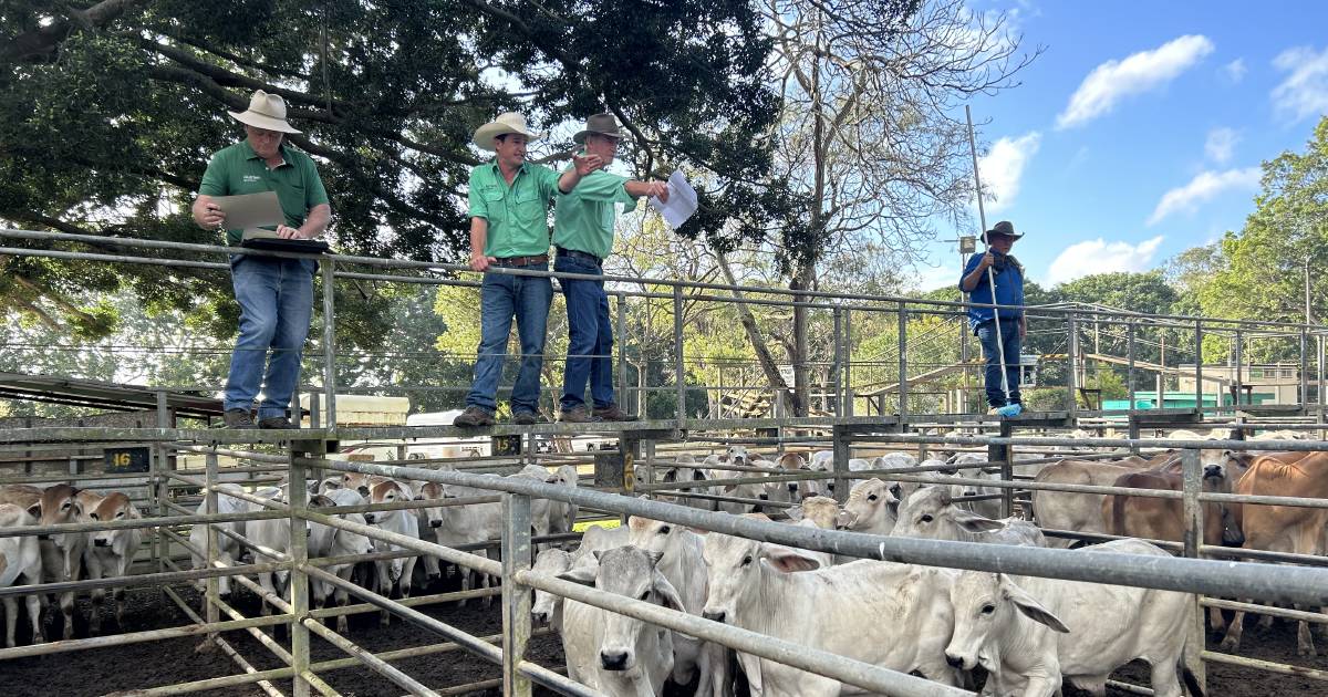 Mareeba store sale meets the market | North Queensland Register