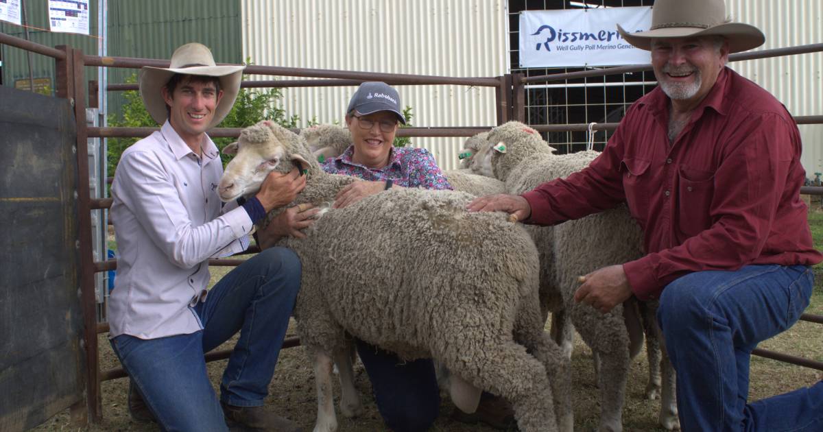 Central west woolgrowers snap up rams at Longreach sale