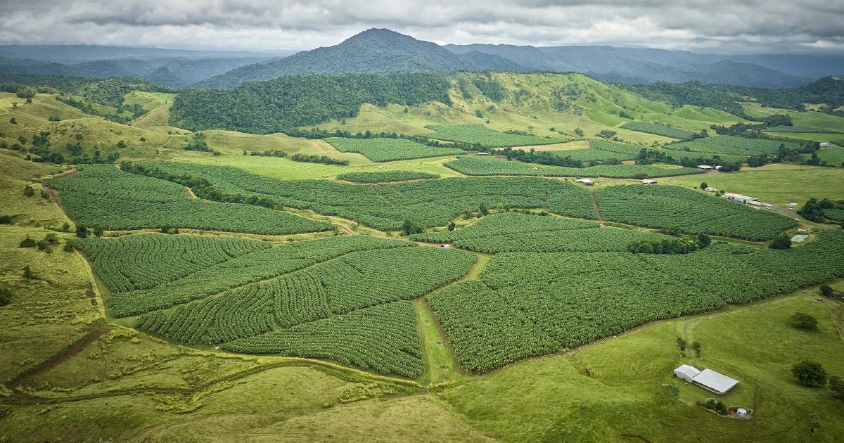 Australia's largest banana producer hits the market