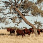 "Who wants to work in a shearing shed?"