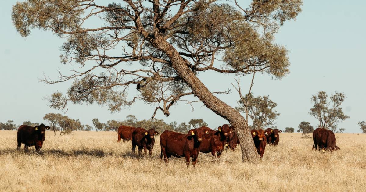 Superior western grazing country heads to auction