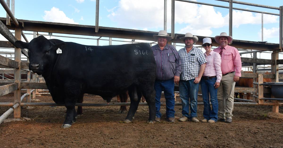 Sire Shootout winner heading to Collinsville herd