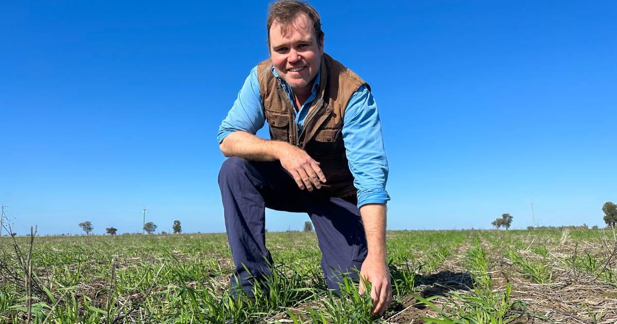 Optimism grows for Central West grains