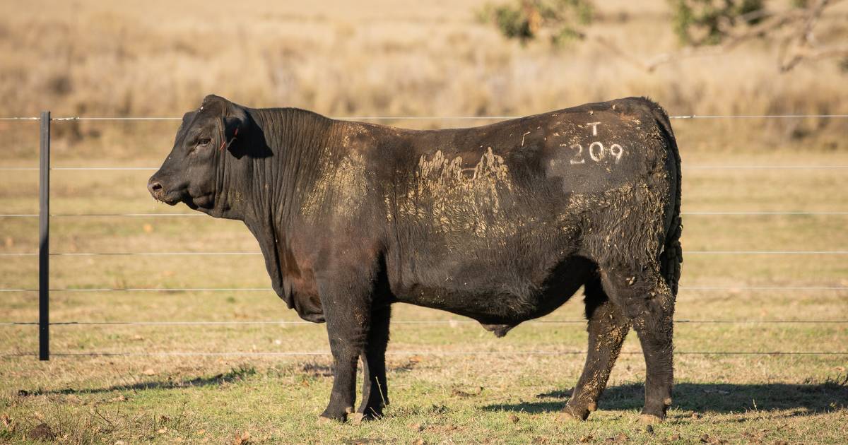 Volume buyers fill orders at Choice Angus bull sale