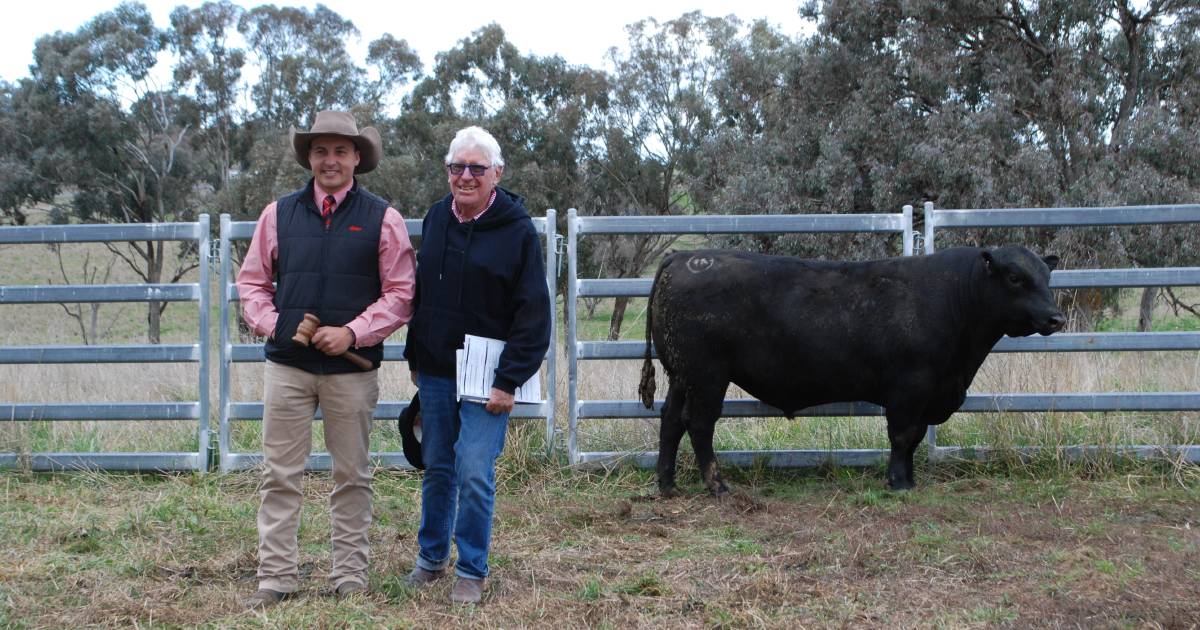 Yamba Angus bull sale 2023 top price and clearance results | The Land