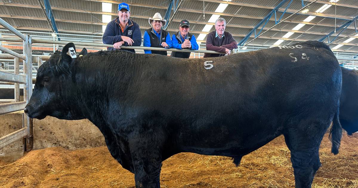 Moogenilla Angus tops at $16,000 three times | The Land