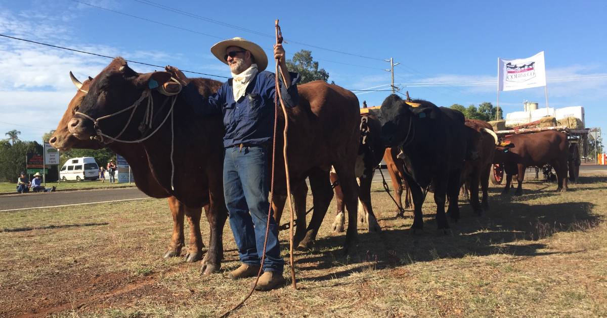 Bullock wagons help celebrate Cobb & Co Day in Maranoa region | Queensland Country Life