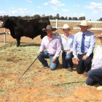 Final Cardiff sale sells to a $7400 high | Farm Weekly