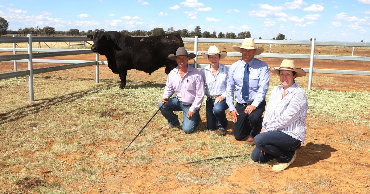 Elite bulls pack a punch at Meandarra sale