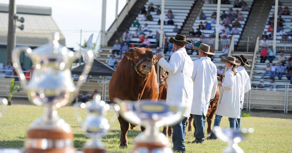 Stud and commercial cattle event dates unveiled for Rocky's Beef2024