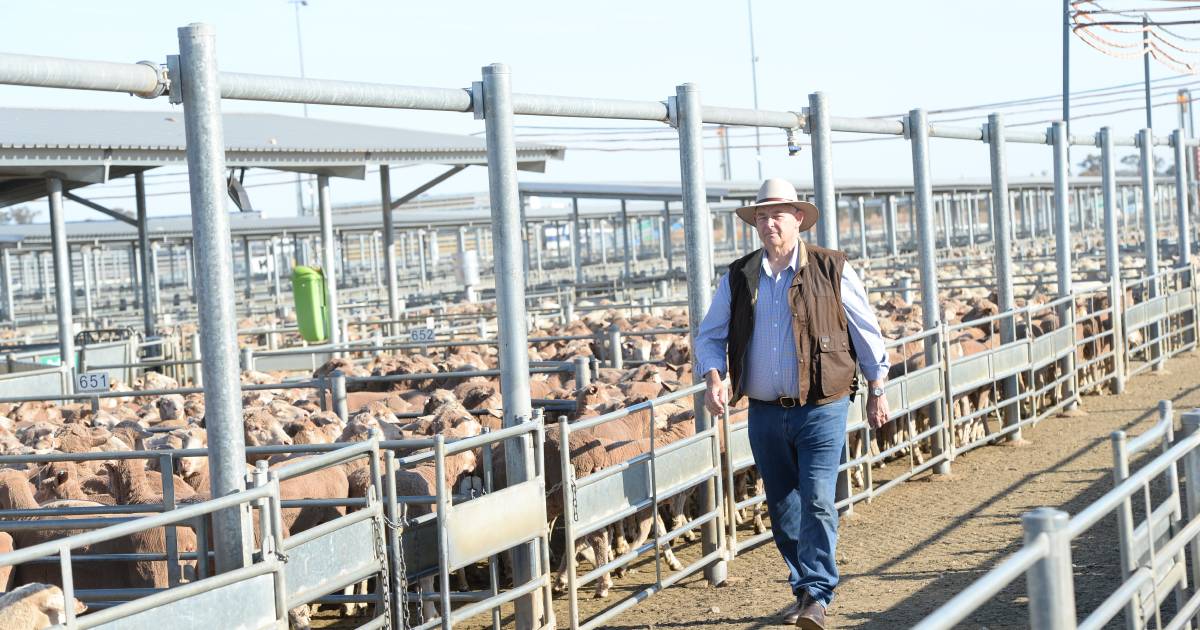 Walking the line between profit, loss in saleyards