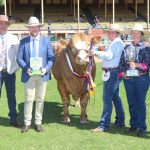 Ekka 2023: Moongool and Amy Whitechurch impress on Charolais Ekka stage | Queensland Country Life