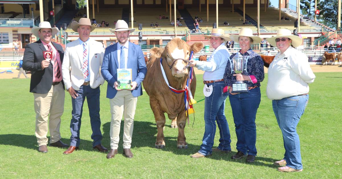 Ekka 2023: Meldon Park, KBV take top honours in Simmental ring | Queensland Country Life