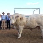 Cows with calves top Forbes store sale at $1540