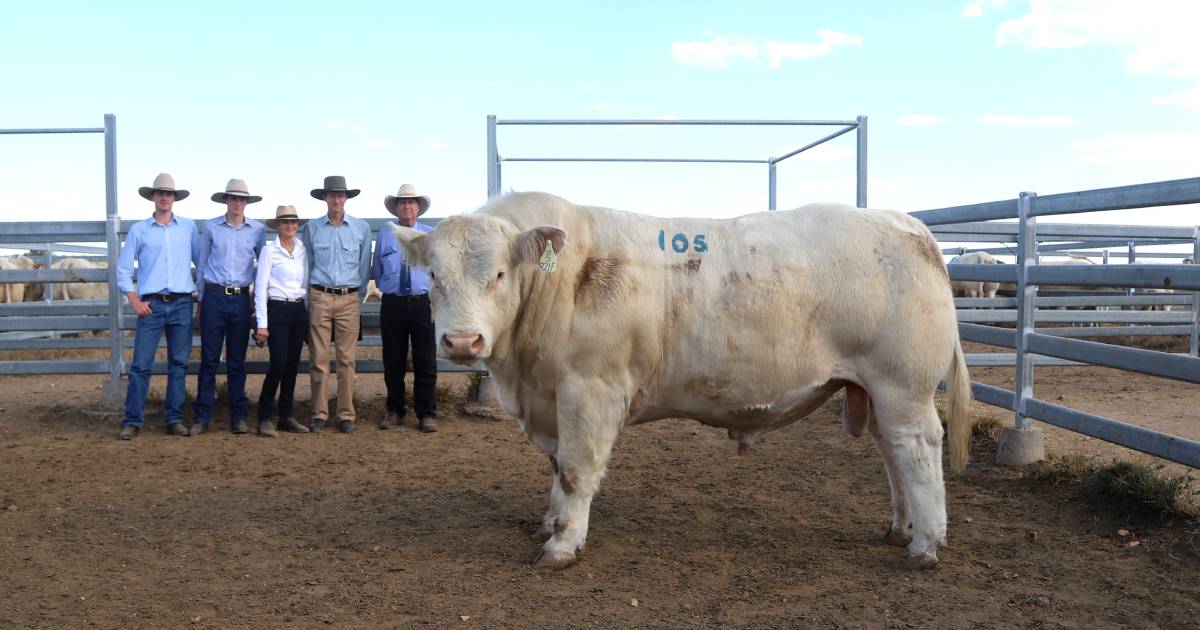 Record top price set at ANC Charolais bull sale