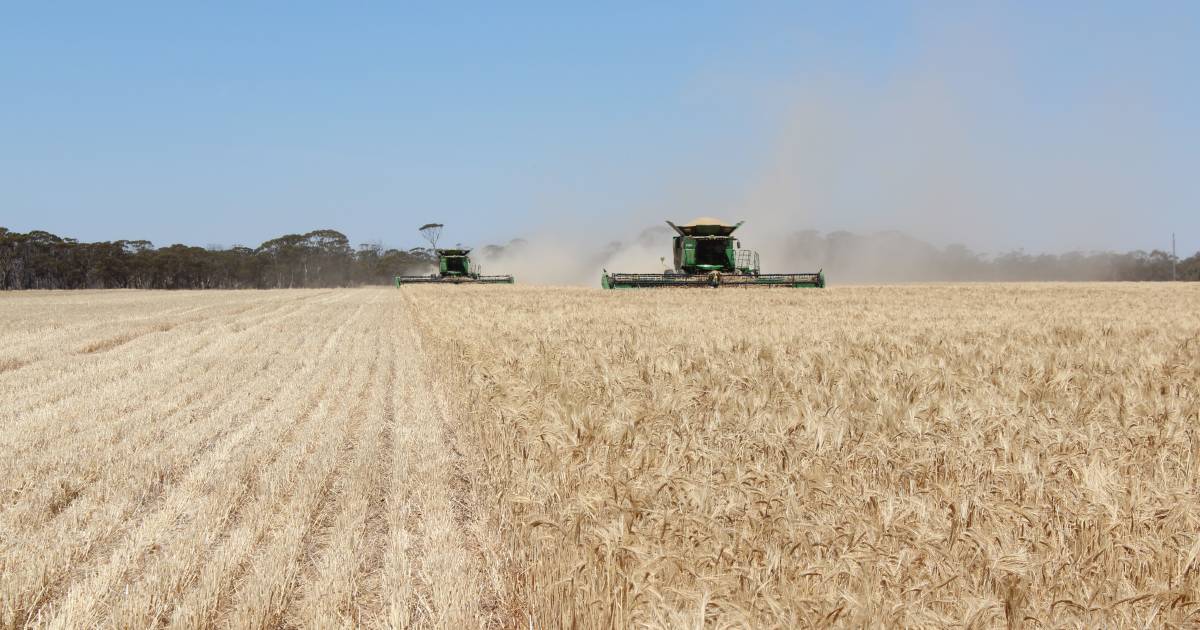 Dry conditions downgrade WA's harvest potential