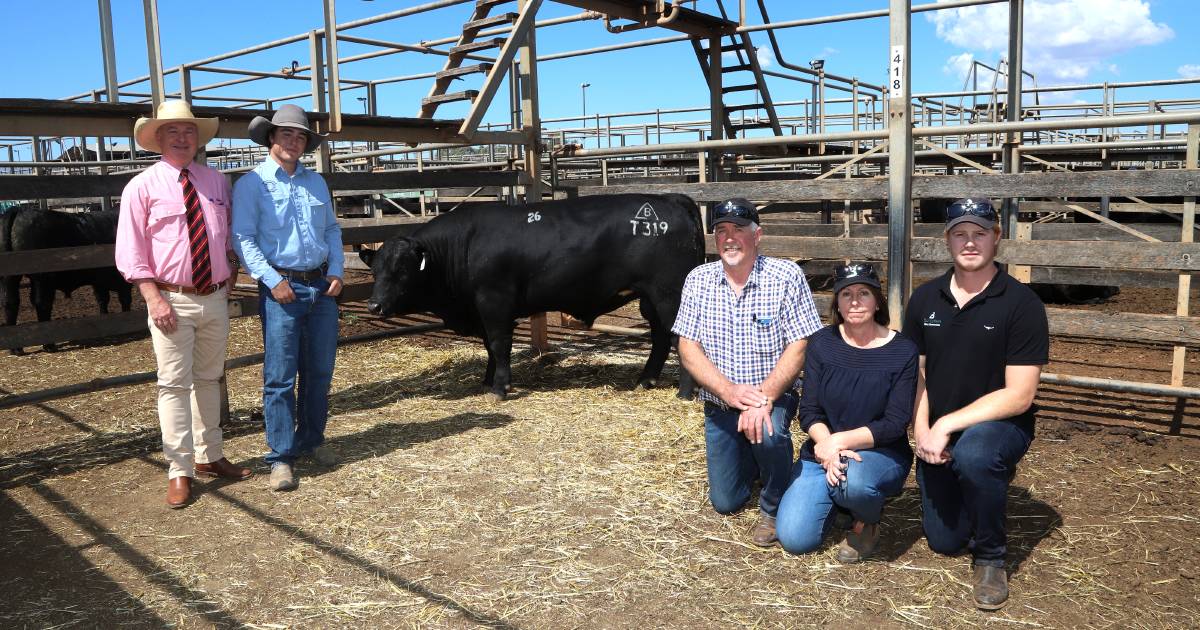 Northern buyers prominent at Bonnydale black Simmental sale